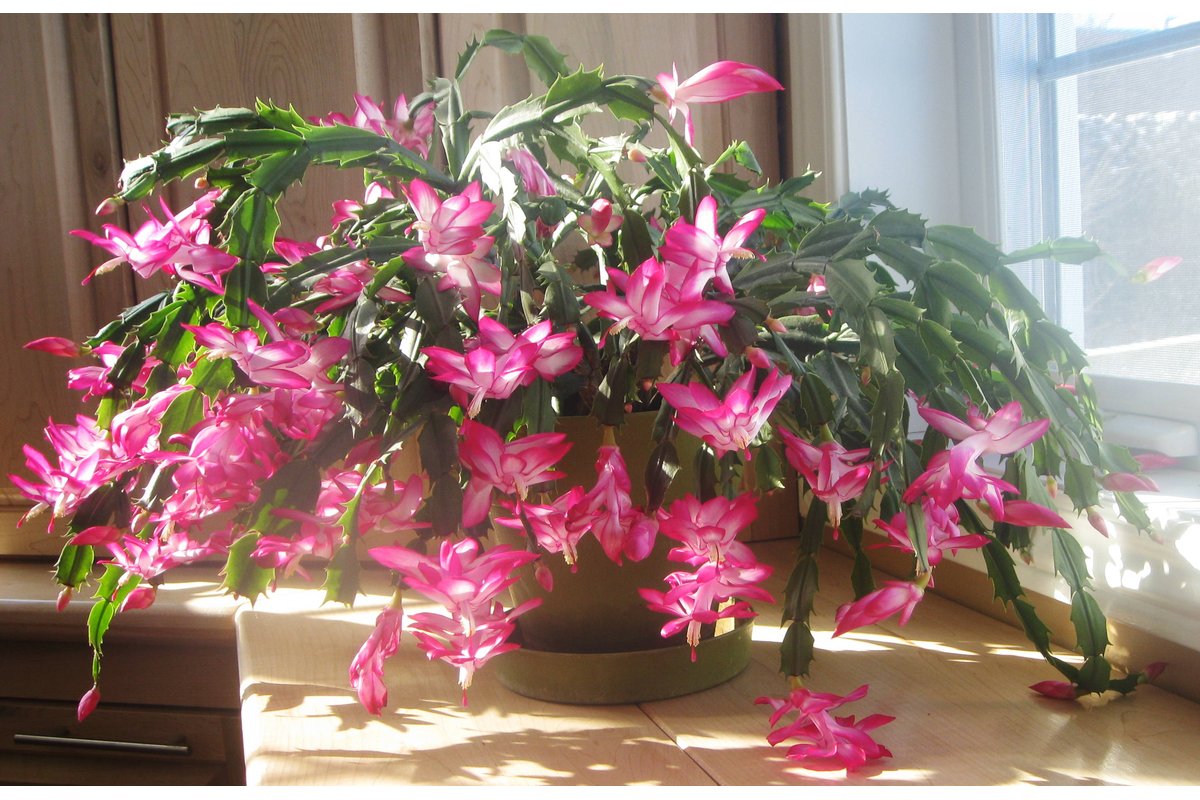 Cactus di Natale con fondi di caffè sparsi sul terreno